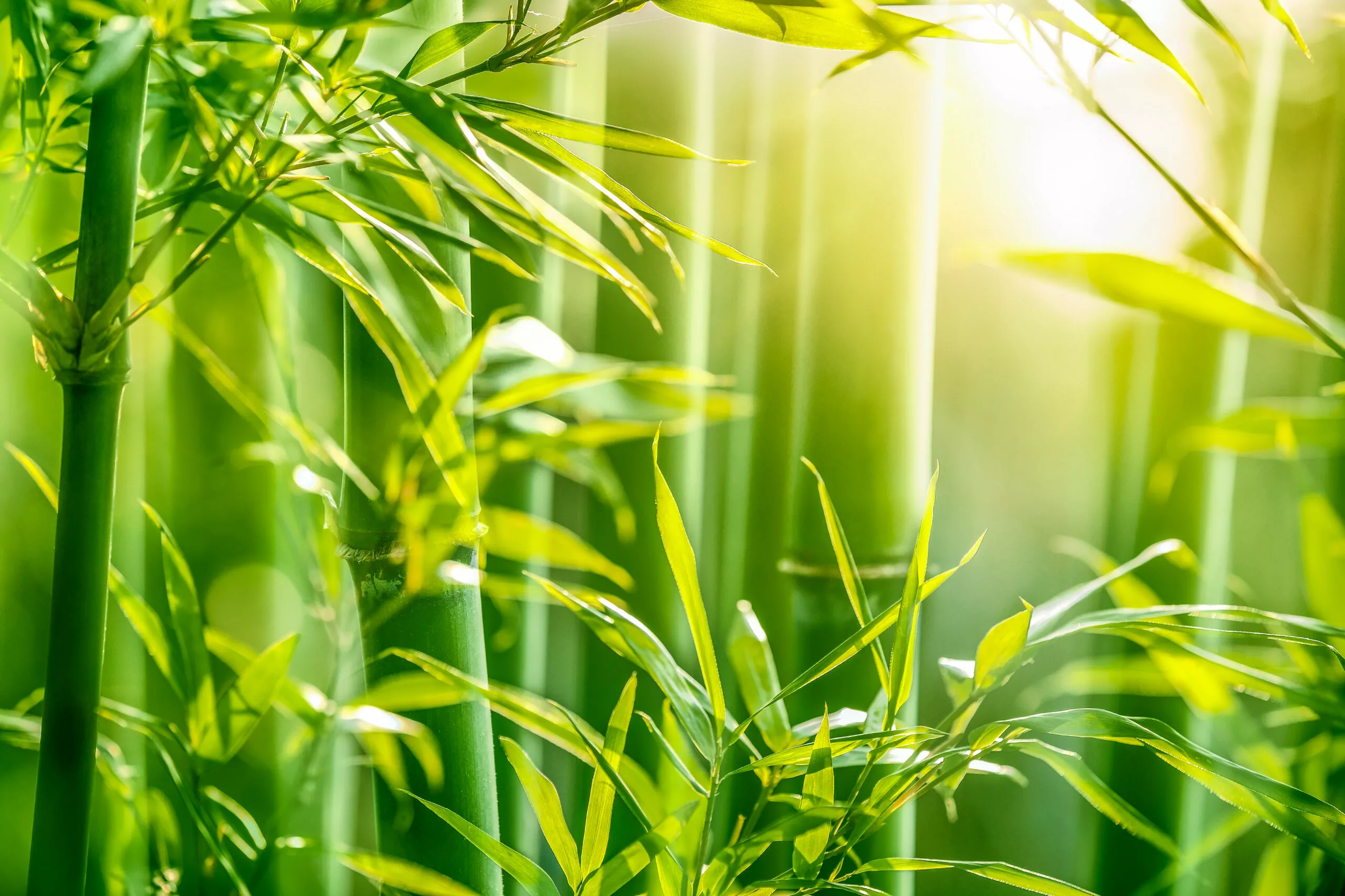 Bamboo The Advantages Of Using Bamboo Muslins
